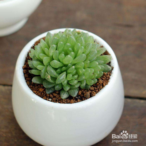 玉露长出侧芽后的处理方法？