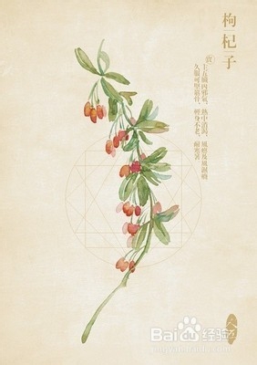 枸杞子的功效与作用及食用方法