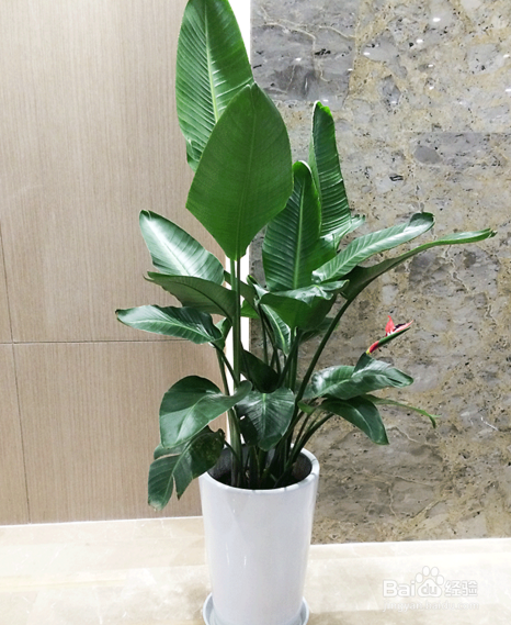 天堂鸟植物怎么养