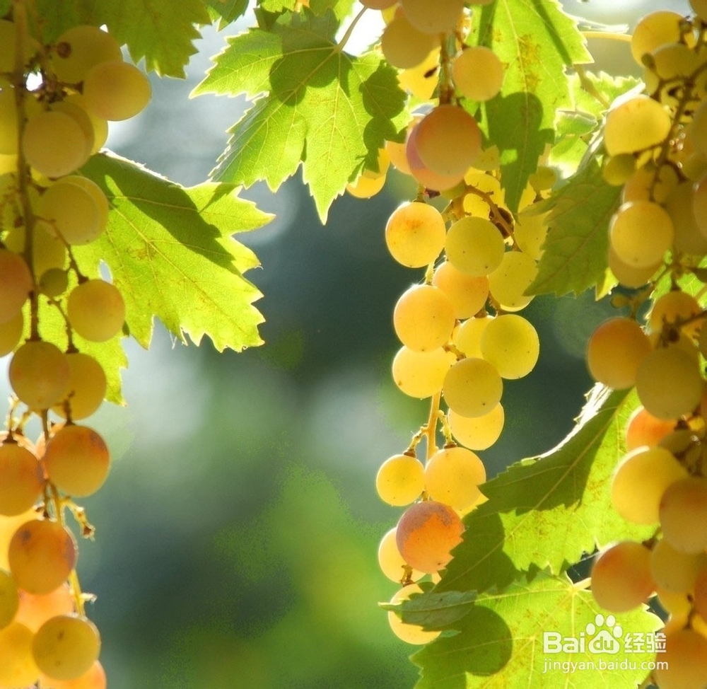 有哪些零食吃了不会发胖