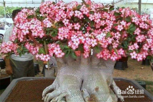 养护沙漠玫瑰要注意些什么，有什么技巧