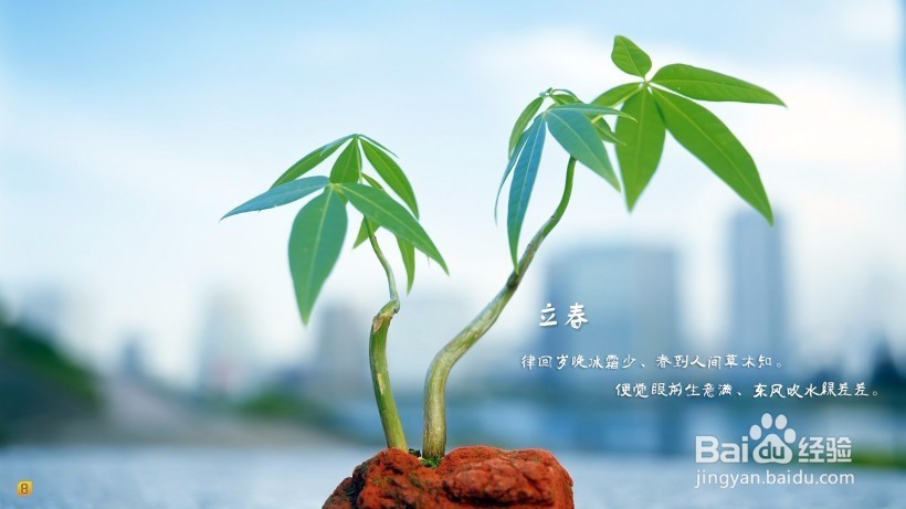 二十四节气之立春