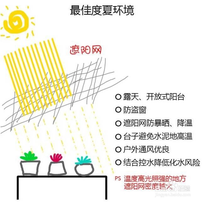 炎炎夏日，如何让你的多肉植物安然度夏!