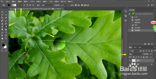 PS小技巧-如何在叶子上制作逼真的水滴