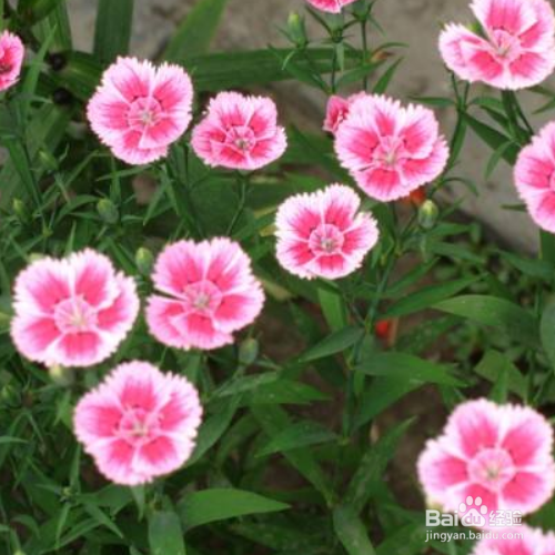 石竹的叶子枯黄该如何解决？