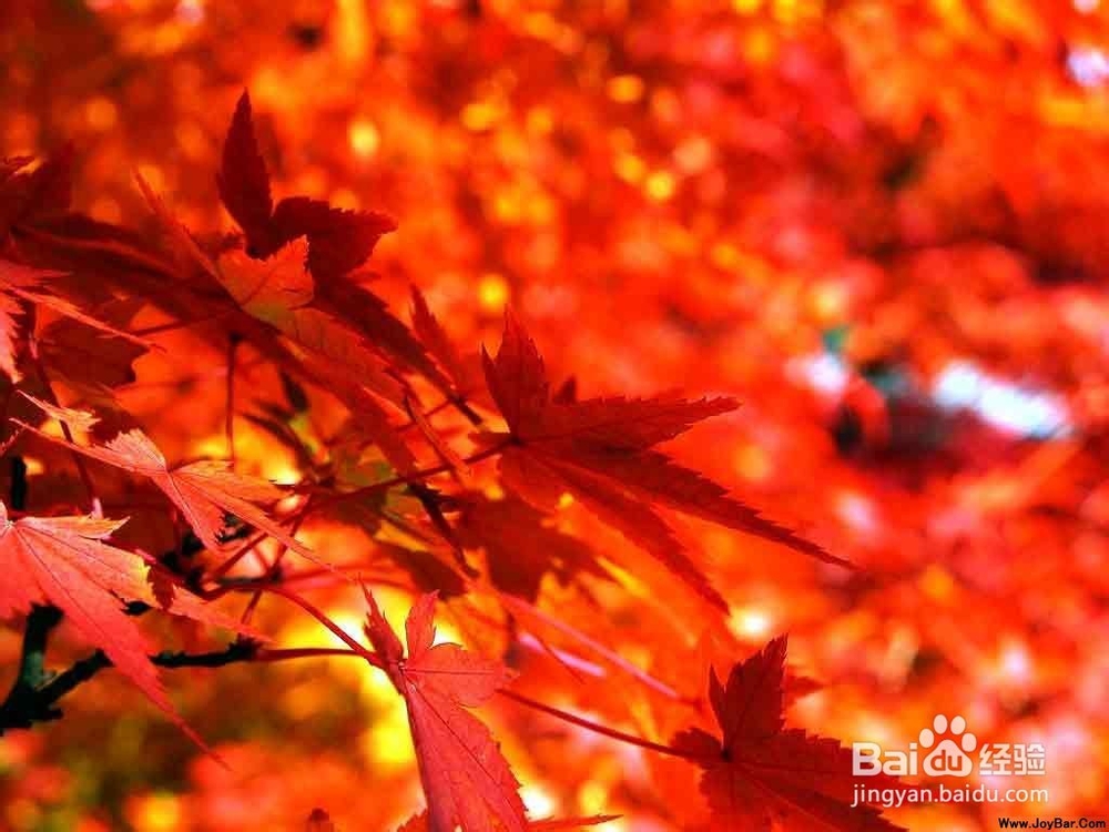 如何在加拿大留学时,学好、住好、吃好、玩好?