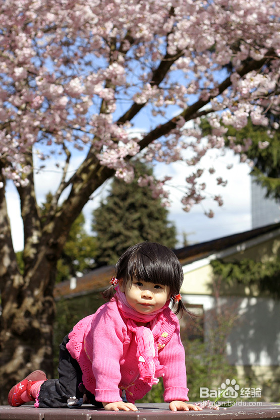 菲比带你看加国--空中列车&樱花（图）