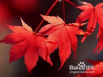 男人成熟的表现