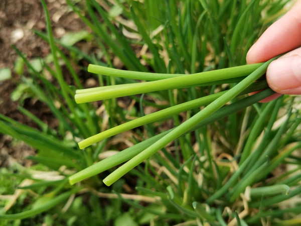 陈皮糖醋荷包蛋