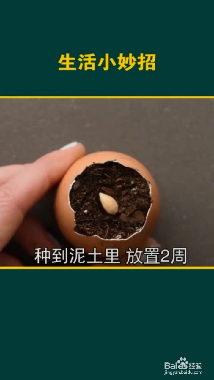植物种植的小妙招