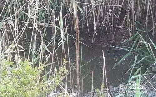 秋冬钓鲫鱼技巧