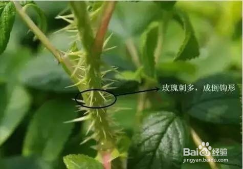 送本公主这么多年月季，你充什么玫瑰~！