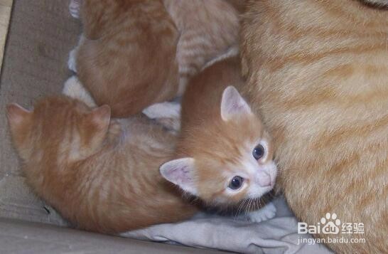 喜欢养猫怎么赚钱