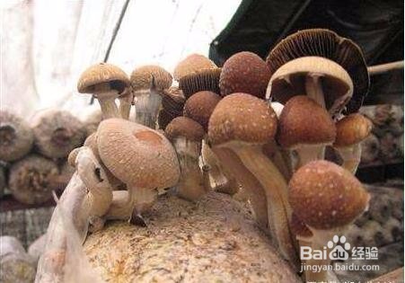 茶树菇怎么培育和管理