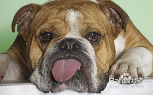 怎样解决狗狗身上有跳蚤的问题