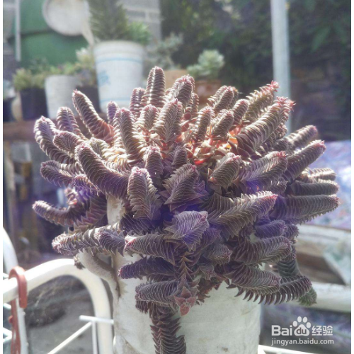 茜之塔多肉怎么养?