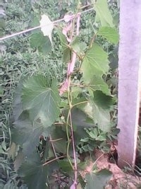 我本人种葡萄的基本做法