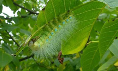 核桃树上虫子蛰了怎么办