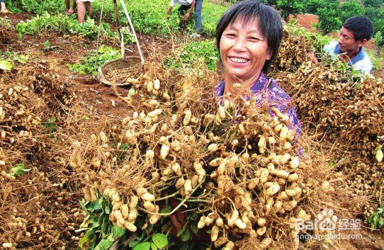 作为80后教你怎么样种植花生？