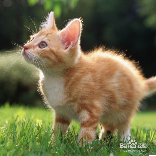 猫咪出现泪痕怎么解决？