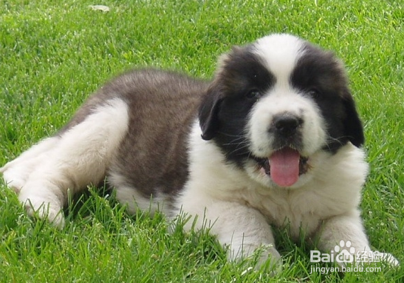 圣伯纳犬日常如何养护