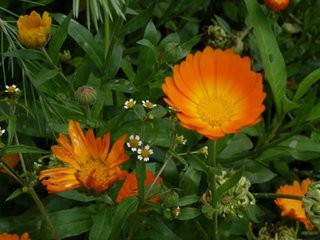 如何栽植和养护金盏菊?