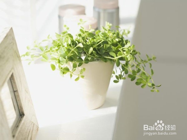 #过年#怎么把家里装扮的喜庆又不俗气？