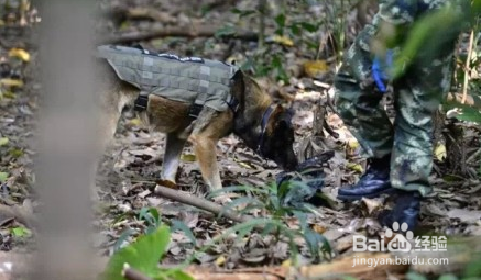 功勋犬“道海”如何搜山破案，厉害了Word的犬！