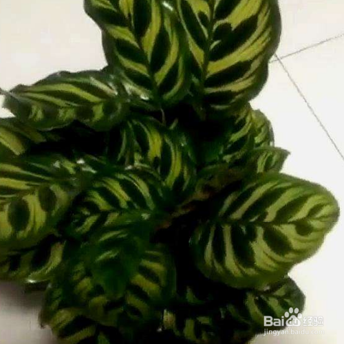 小仙女竹芋的养殖方法和注意事项