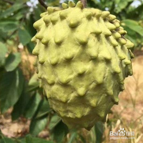 番荔枝的培育方法和注意事项