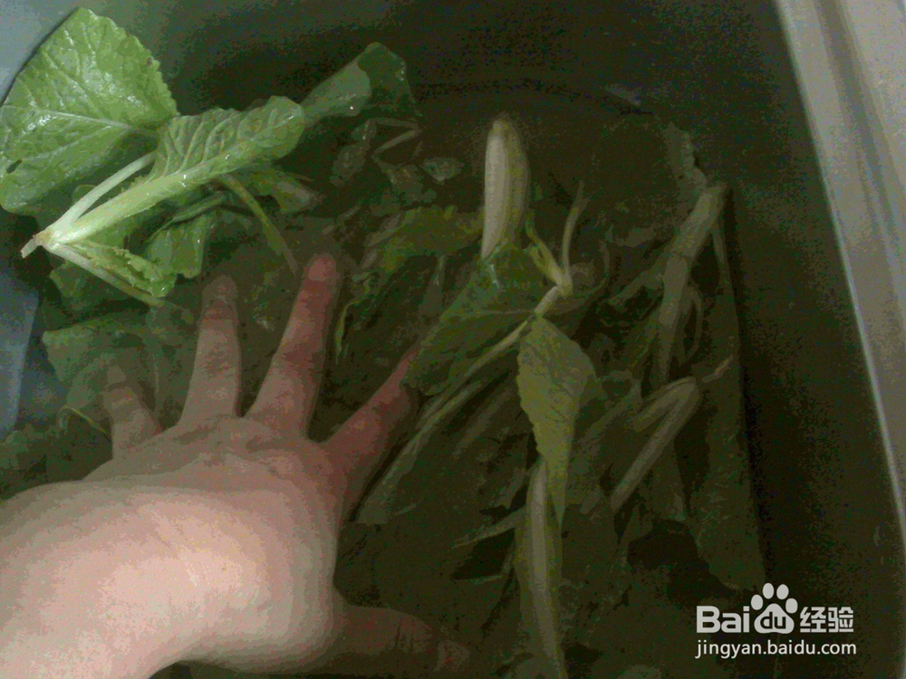 #美食#老年人怎样用淘米水泡洗小萝卜菜