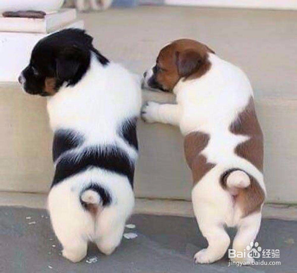 怎样读懂犬的心理特征?