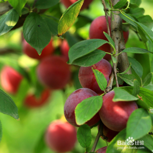 李子的培育方法和注意事项