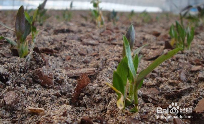 铁皮石斛种植方法