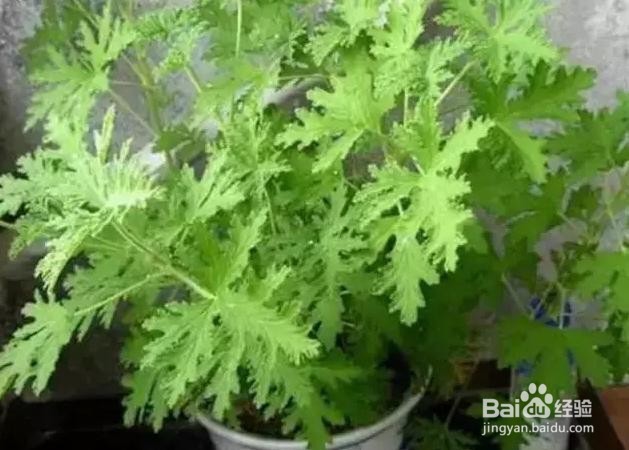 如何驱蚊防蚊虫叮咬