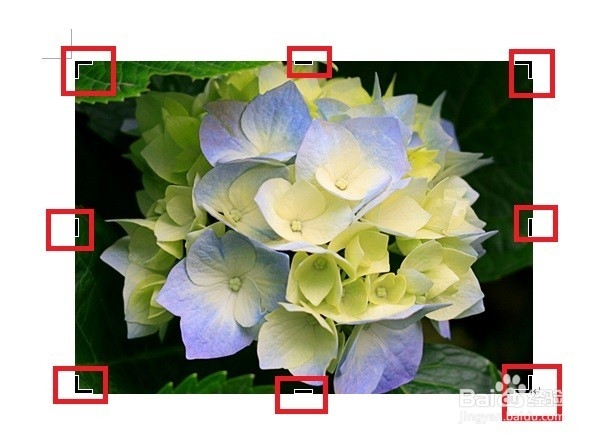 Word如何裁剪照片