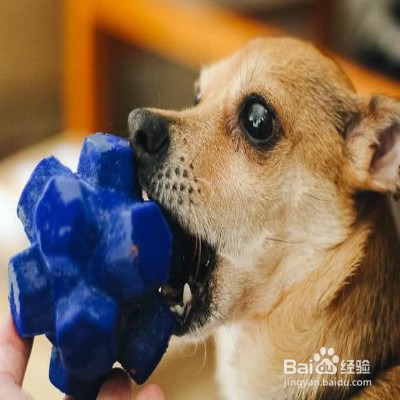 挑选狗狗玩具的注意事项