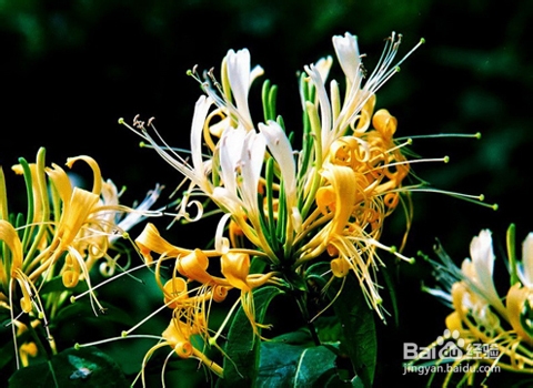 复发性口腔溃疡怎么好得快？金银花的药用价值