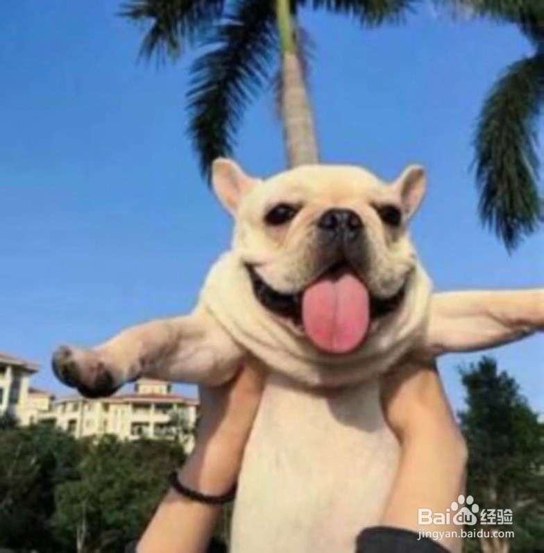 养宠物前需要知道的小知识