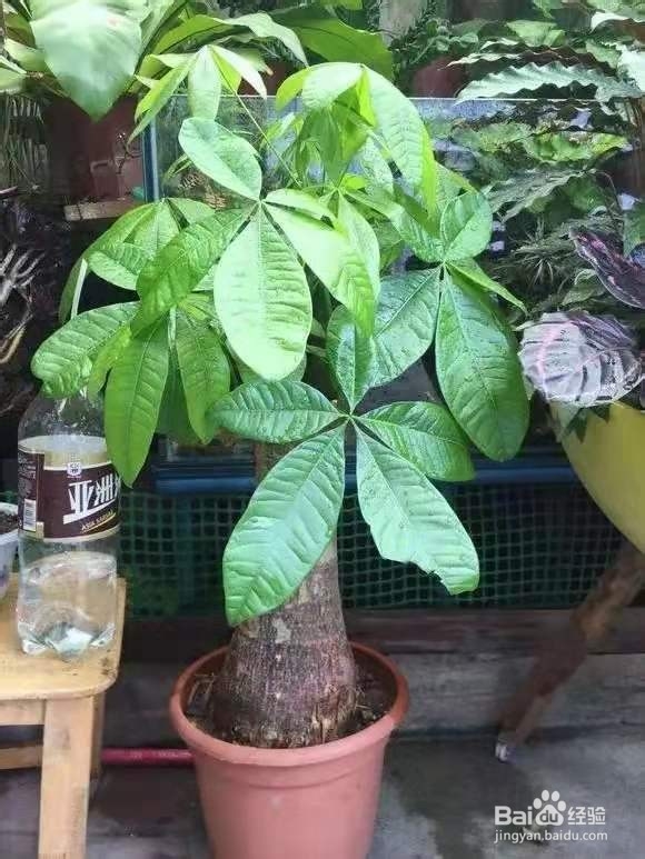 养花别乱换盆，否则黄叶枯萎不开花，越长越差