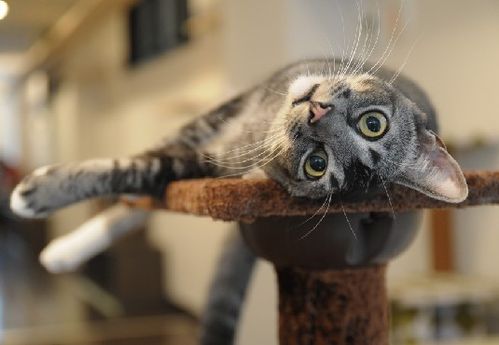 刚断奶的小猫吃什么好