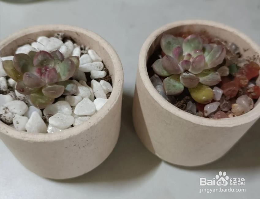 新手养多肉植物的步骤