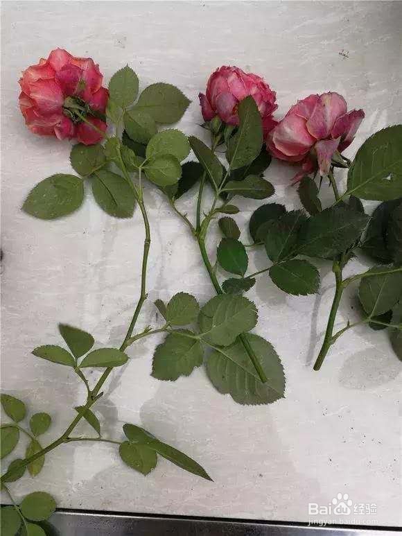 花谢后，剪下“花后枝”，插土里，来年花满盆！