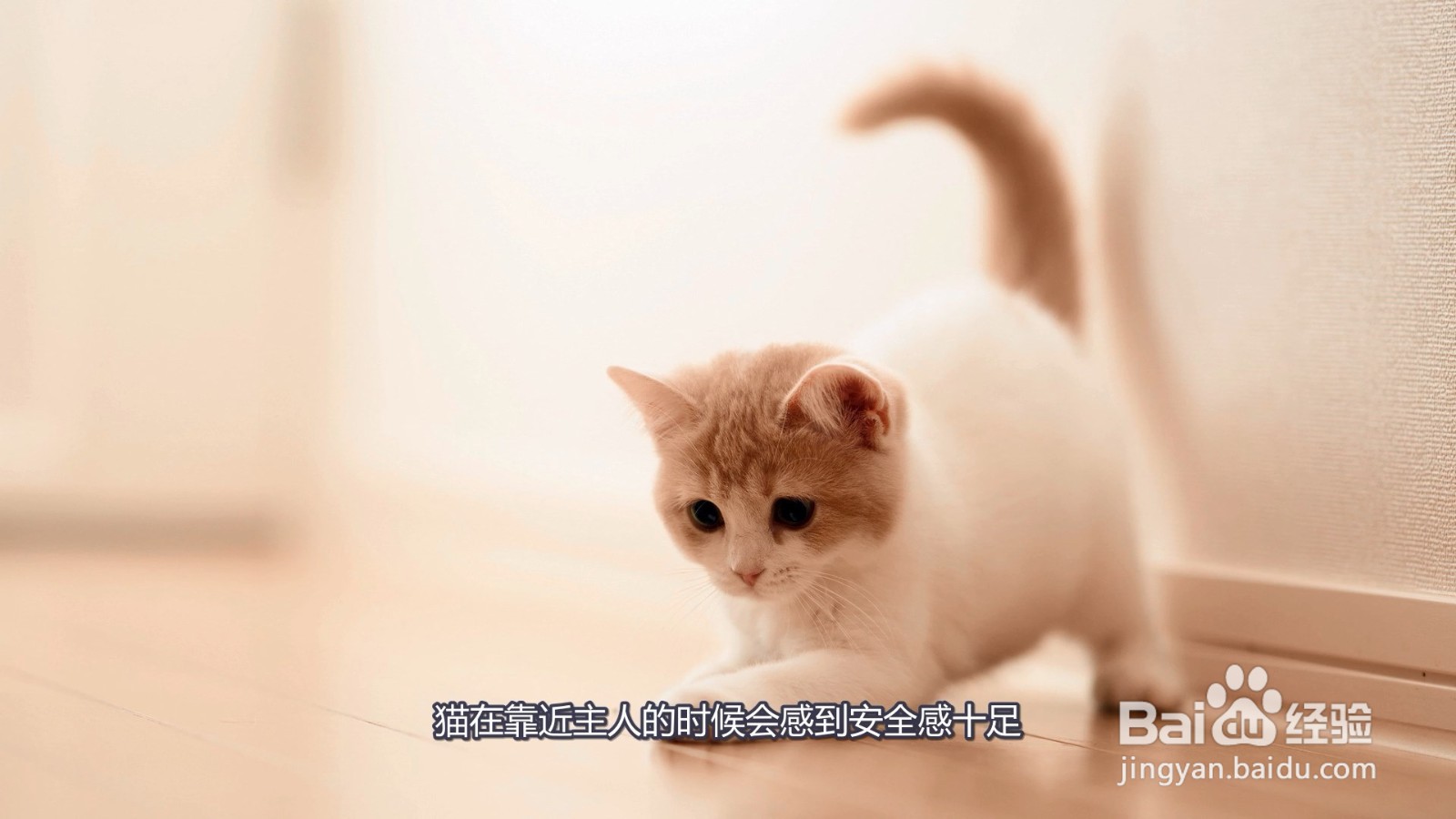 猫发出咕噜咕噜的声音是什么意思
