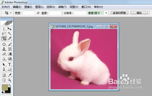 【PS】怎样使用自由钢笔工具描图