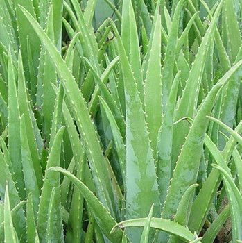 秋季用什么面膜可以给肌肤补水改善干燥皮肤