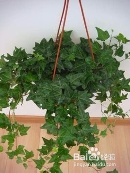 那些植物是可以吸收甲醛的？