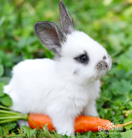 怎么养兔子，可爱的兔兔哟