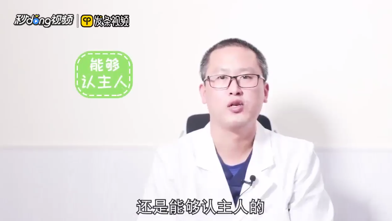 金吉拉猫认主人的吗