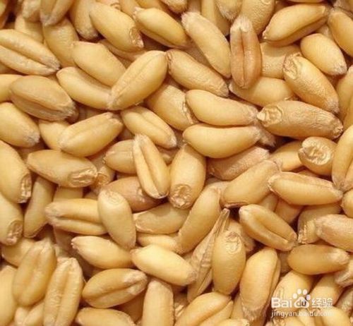 猫草怎么种猫草怎么种植怎么种猫草 百度经验